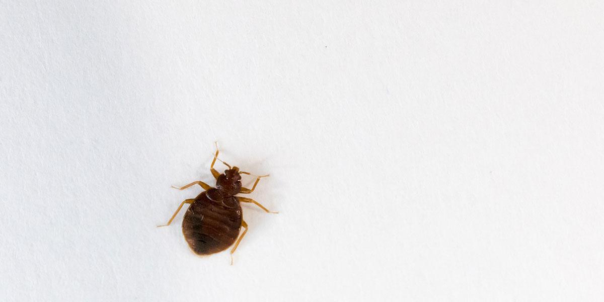 Solutions Page - Bed Bugs