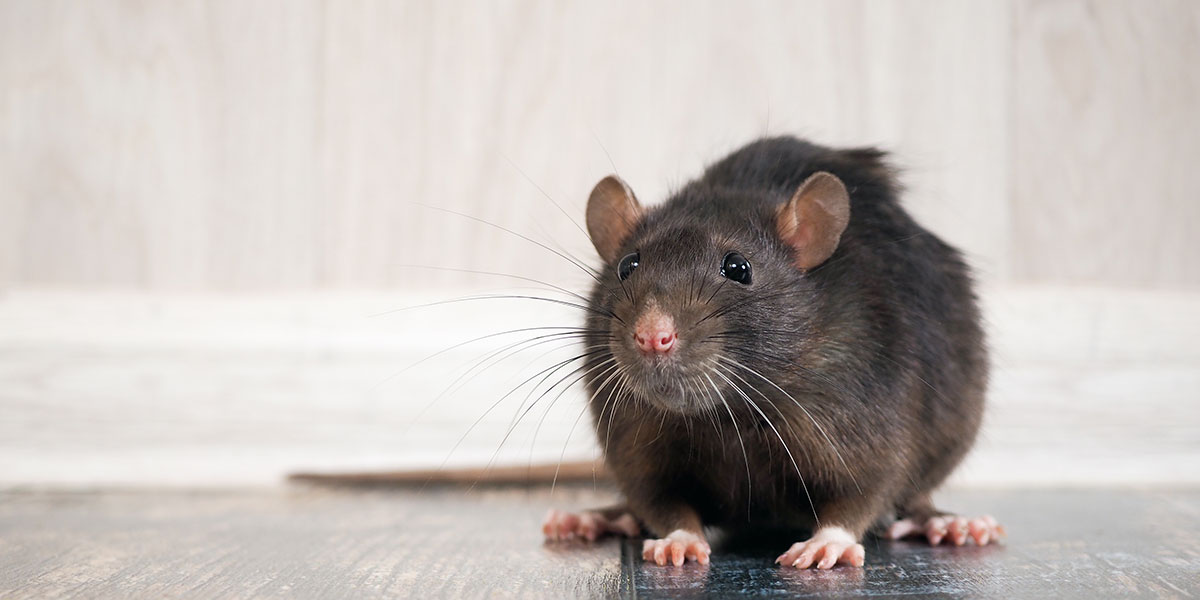 Is It Time for a Rodent Program Check-up?