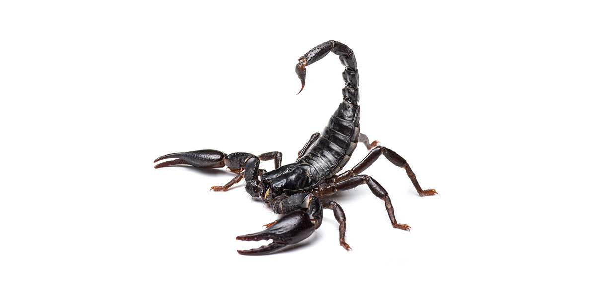 Solution: Scorpions
