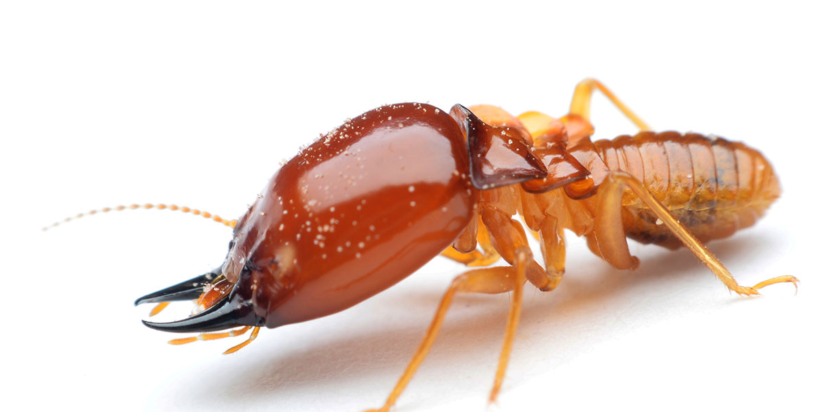 Entomology 101 for Pest Professionals - It's a bug's world!