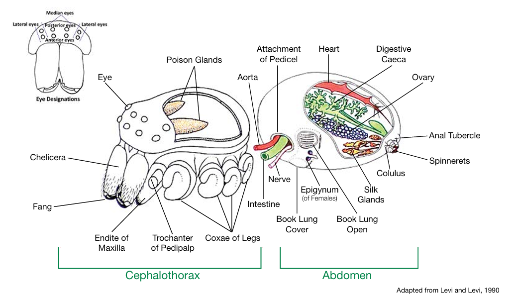 Drawing of the anatomy of a spider